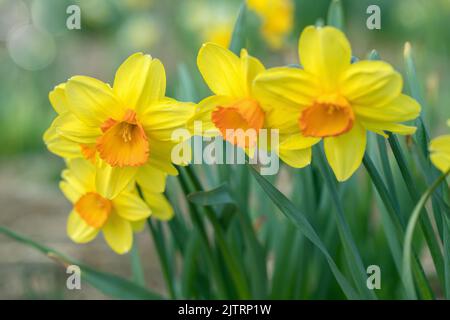 Yellow narcissus with orange cup in the center. Stock Photo