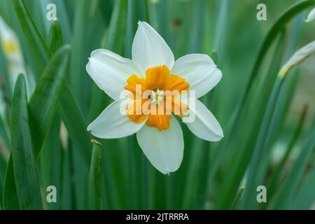 Small-cupped white daffodil with orange corona. Stock Photo