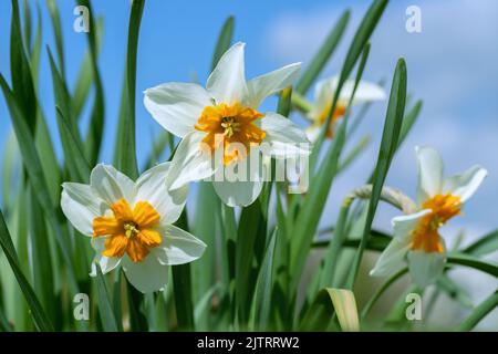 Small-cupped white daffodils with orange corona. Stock Photo