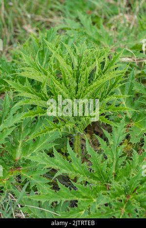 Leafs of giant hogweed (Heracleum mantegazzianum). Stock Photo