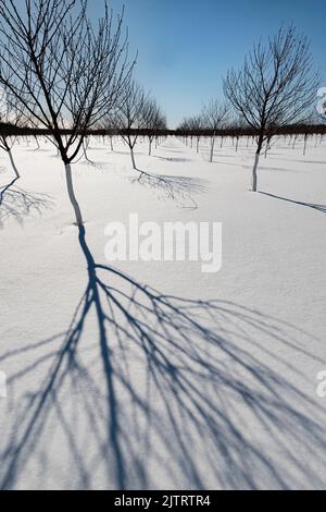 Cherry trees in an orchard in winter casr their shadows on fresh snow, Ellison Bay, Door County, Wisconsin Stock Photo