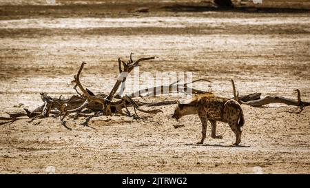 Spotted hyaena walking in desert land in Kgalagadi transfrontier park, South Africa ; Specie Crocuta crocuta family of Hyaenidae Stock Photo