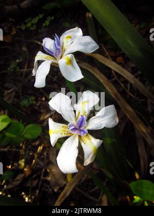 Gorgeous white flowers of the African wood Iris, Dietes Iridiodes, growing wild in the Tsitsikamma Forest. Stock Photo