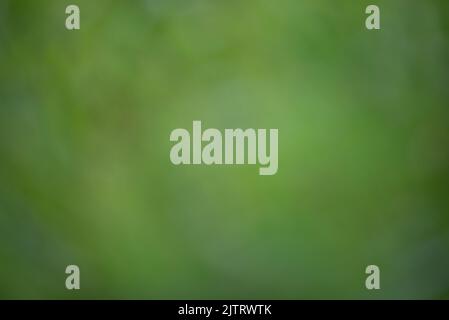 Leaf background on a green background Stock Photo