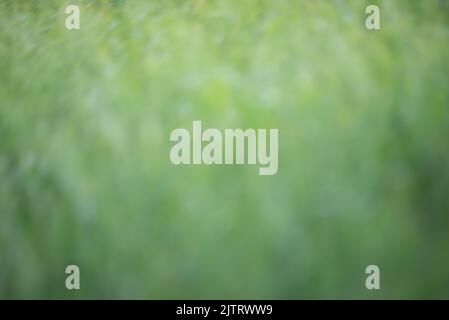 Leaf background on a green background Stock Photo