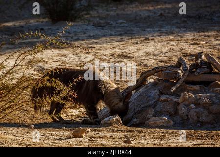 Brown hyena drinking at waterhole in Kgalagadi transfrontier park, South Africa; specie Parahyaena brunnea family of Hyaenidae Stock Photo
