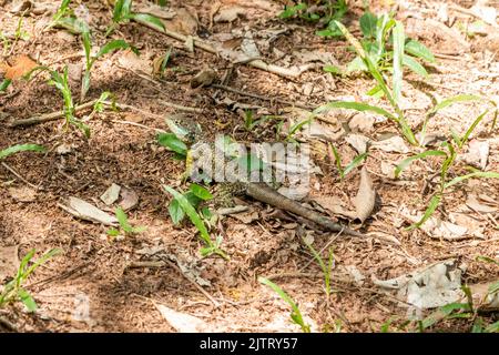 Tropidurus oreadicus sunbathing, Brazilian lizard. Stock Photo