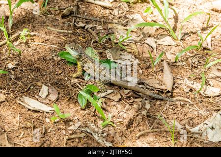 Tropidurus oreadicus sunbathing, Brazilian lizard. Stock Photo