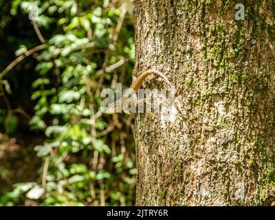 Tropidurus oreadicus sunbathing, Brazilian lizard. Stock Photo