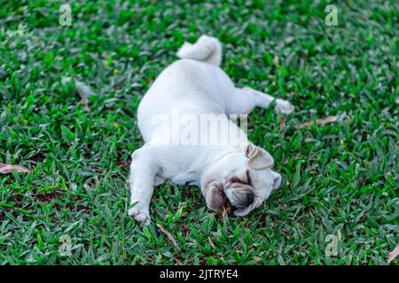 White Pug breed dog lying resting on the grass. Stock Photo