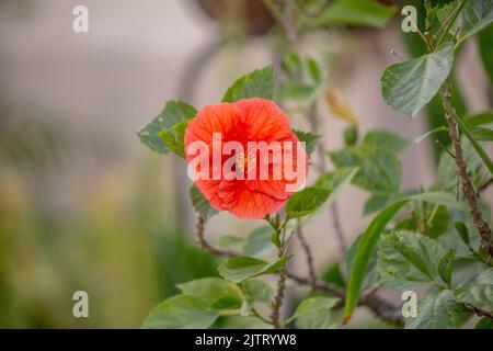 red hibiscus flower in a garden. Stock Photo