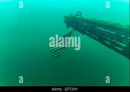 An American flag hanging from an helicopter underwater for SCUBA divers to see Stock Photo