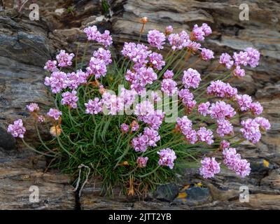 Small purple flowers growing on the stones. A beautiful plant. Wildflowers close-up. Stock Photo