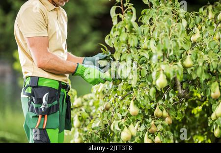 Closeup of Caucasian Male Gardener with Pruning Shears in His Pocket Carefully Inspecting a Pear Tree Examining the Quality of its Fruits. Garden Care Stock Photo