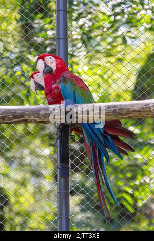 couple of red macaw on a branch outdoors in Rio de Janeiro. Stock Photo