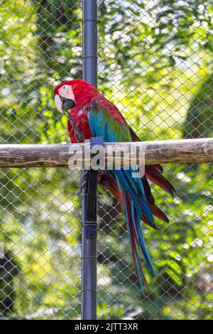 couple of red macaw on a branch outdoors in Rio de Janeiro. Stock Photo