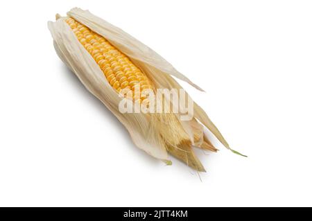 Studio shot of a single corn on the cob cut out against a white background - John Gollop Stock Photo
