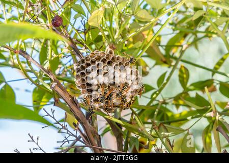 Wasp nest in the middle of the vegetation, with many wasps moving on the surface Stock Photo