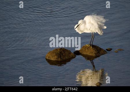 Little egret Egretta garzetta shaking its plumage. Arinaga Beach. Aguimes. Gran Canaria. Canary Islands. Spain. Stock Photo