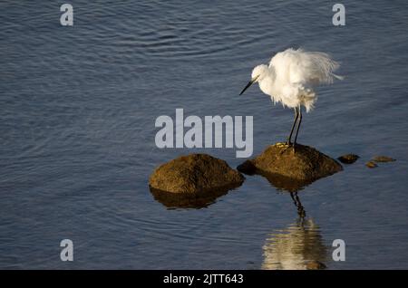 Little egret Egretta garzetta shaking its plumage. Arinaga Beach. Aguimes. Gran Canaria. Canary Islands. Spain. Stock Photo