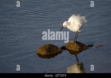 Little egret Egretta garzetta shaking its plumage. Arinaga Beach. Aguimes. Gran Canaria. Canary Islands. Spain. Stock Photo