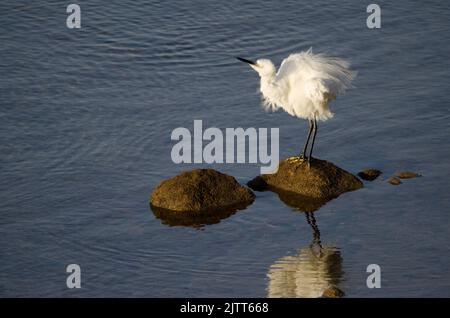 Little egret Egretta garzetta shaking its plumage. Arinaga Beach. Aguimes. Gran Canaria. Canary Islands. Spain. Stock Photo