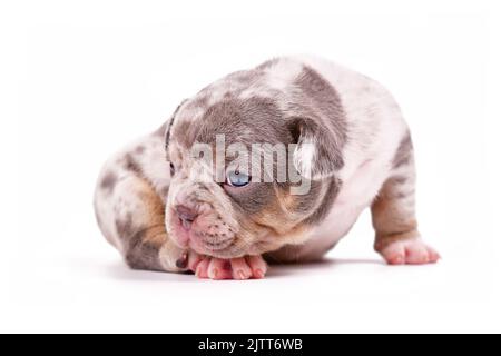 Merle tan French Bulldog dog puppy on white background Stock Photo