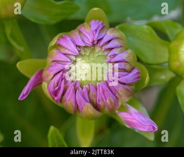 Budding Pink Soft Purple Dahlia Flower Close Up with Green Leaves Stock Photo