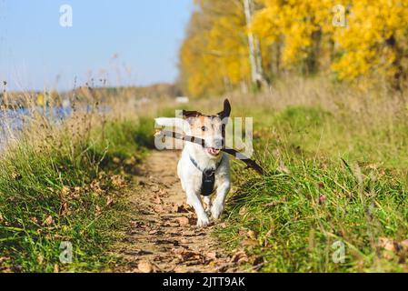 Funny dog running along hiking trail playing with wooden stick on sunny autumn day Stock Photo