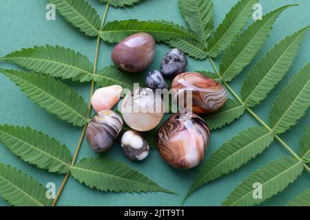 Beautiful round stones of botswana agate with a green branch on a green background. Healing crystals. Flat lay, top view. Stock Photo