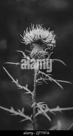 Wild thistle in black and white Stock Photo