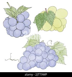 Branches of green and blue ripe grapes- watercolor freehand drawing. Bunch of sweet grapes Stock Photo