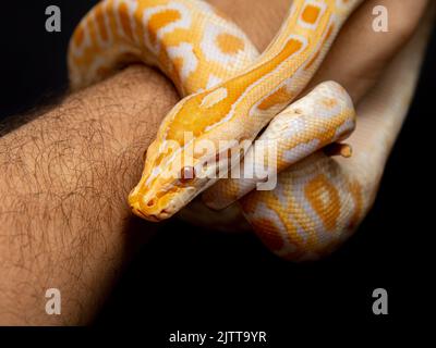 Python molurus bivitattus is one of the largest species of snakes. It is native to a large area of Southeast Asia but is found as an invasive species Stock Photo