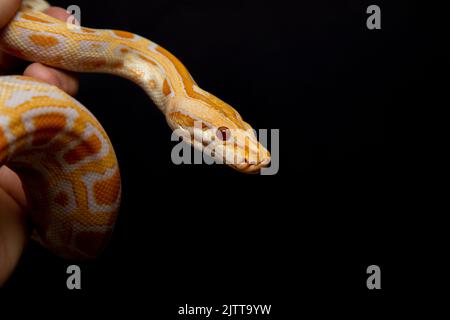 Python molurus bivitattus is one of the largest species of snakes. It is native to a large area of Southeast Asia but is found as an invasive species Stock Photo