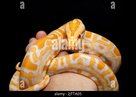 Python molurus bivitattus is one of the largest species of snakes. It is native to a large area of Southeast Asia but is found as an invasive species Stock Photo