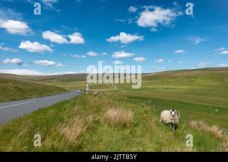 View from Teesdale looking up the road to Chapel Fell mountain pass with a sheep in the foreground, Country Durham, England, UK Stock Photo