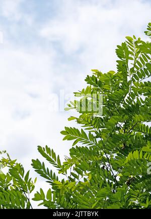 Leaves of Robinia, Robinia pseudoacacia Stock Photo