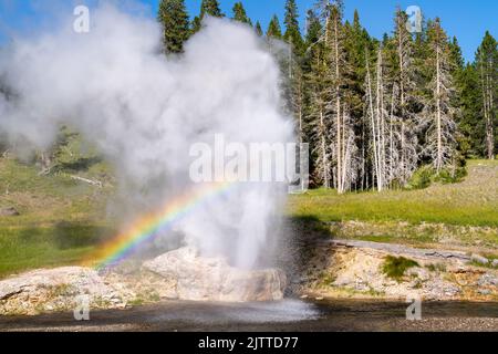 Riverside Geyser in Yellowstone National Park erupts on a sunny day with rainbow in steam Stock Photo