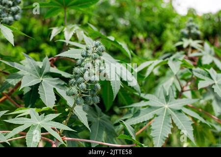 Ricinus communis, the castor bean or castor oil plant, is a species of perennial flowering plant in the spurge family, Euphorbiaceae. A poisonous Stock Photo