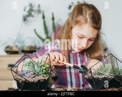 diy florarium creative hobby growing succulents Stock Photo