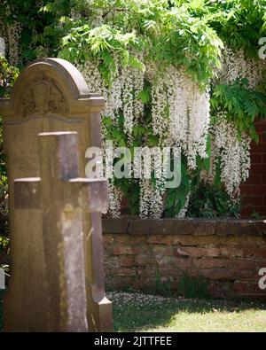 A vertical shot of white Chinese wisteria growing next to a tombstone and cross Stock Photo