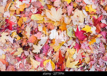 A pile of warm colored leaves in fall fill the frame of an abstract background Stock Photo