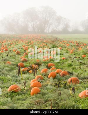 Field of pumpkins in wet grass on a misty morning during the fall season Stock Photo