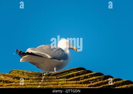 Herring Gull on a roof in bright sunshine, Larus Argentatus Stock Photo