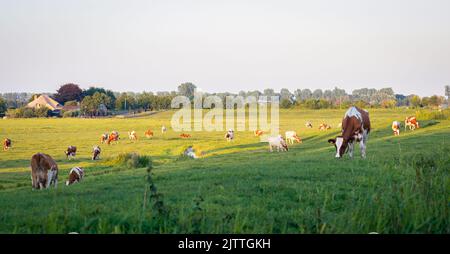 Classic Dutch scene with cows in a green meadow Stock Photo