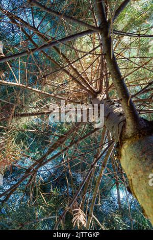 the trunk and branches of a Concolor fir tree seen from below Stock Photo
