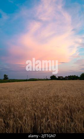 Pink colored thunderstorm over a grain field Stock Photo