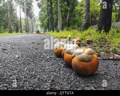 Taal, The Palmyra fruits, sugar palm fruits, grow on tall palm trees. Yellowish-brown skin covers the jelly portion of the fruit and has watery fluid Stock Photo