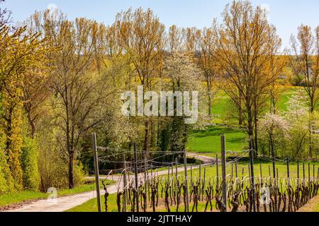 A farm track between rows of trees in rural area in sunshine against blue sky Stock Photo