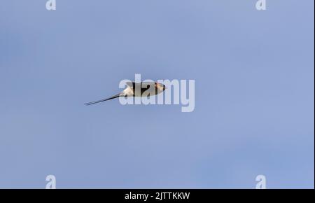Red-rumped swallow, Cecropis daurica, in flight, on the breeding grounds in north Greece Stock Photo